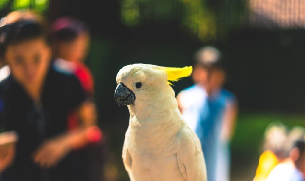 Nowo narodzony myszojeleń staje się atrakcją warszawskiego zoo