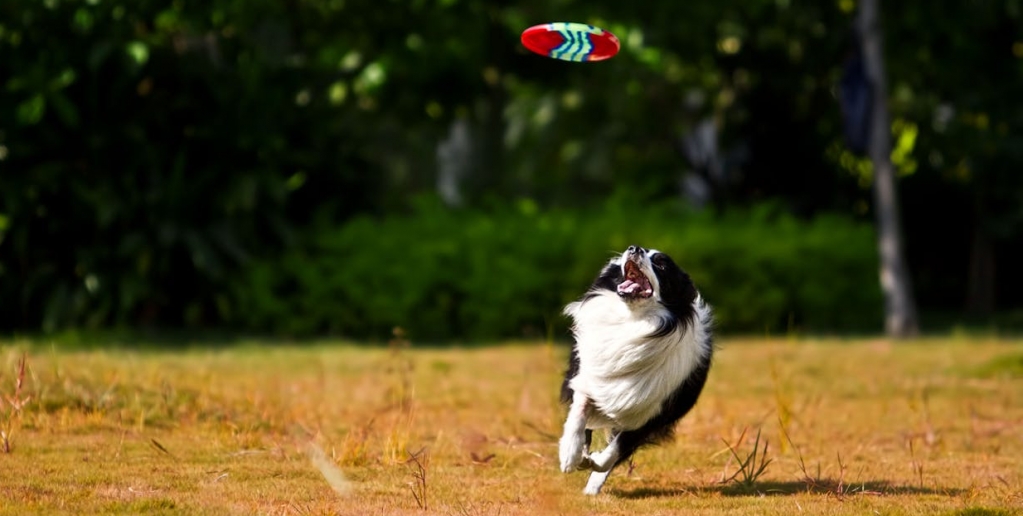 Latające Psy powracają! Porywające pokazy dogfrisbee oraz innych psich sportów na horyzoncie!